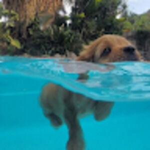 Meet your Posher, Maia